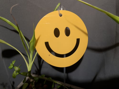 Customer's Killer Smiles sticky trap, a yellow smiley face, hanging in a plant with one bug caught on it.