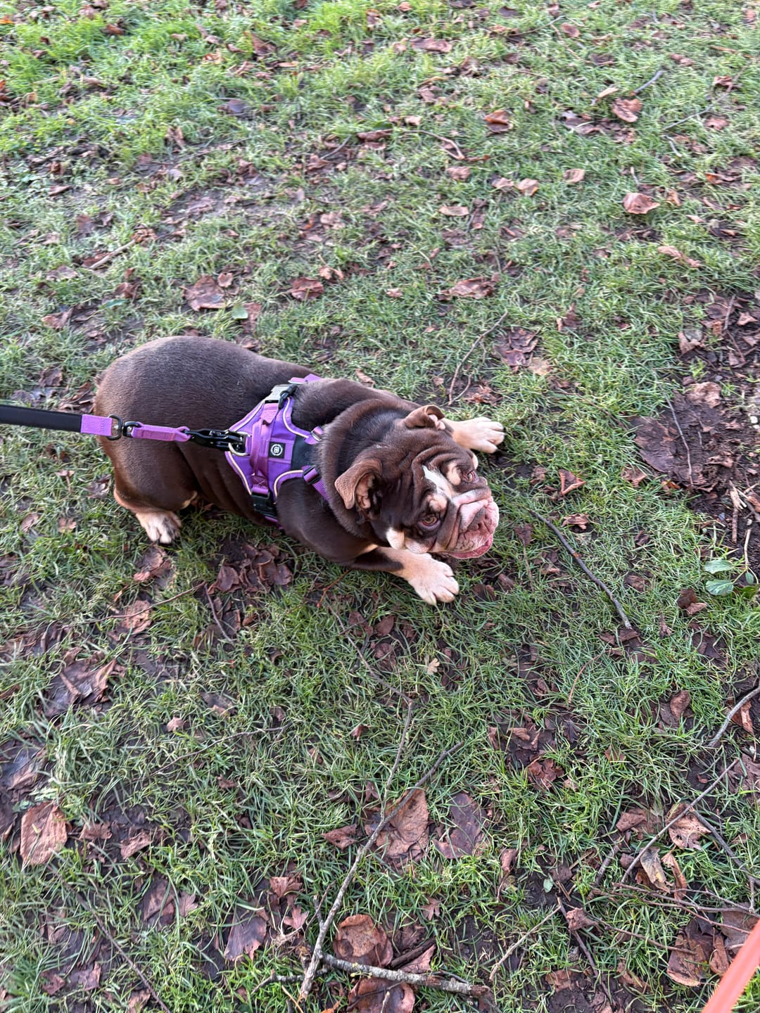 Customer photo review of Anti Pull Hurricane Harness Lighter | With Handle - Purple