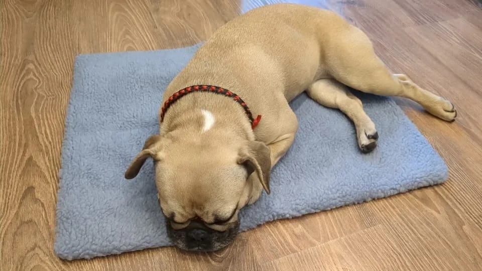 Customer photo review of Thermapaw Comfort Pad™