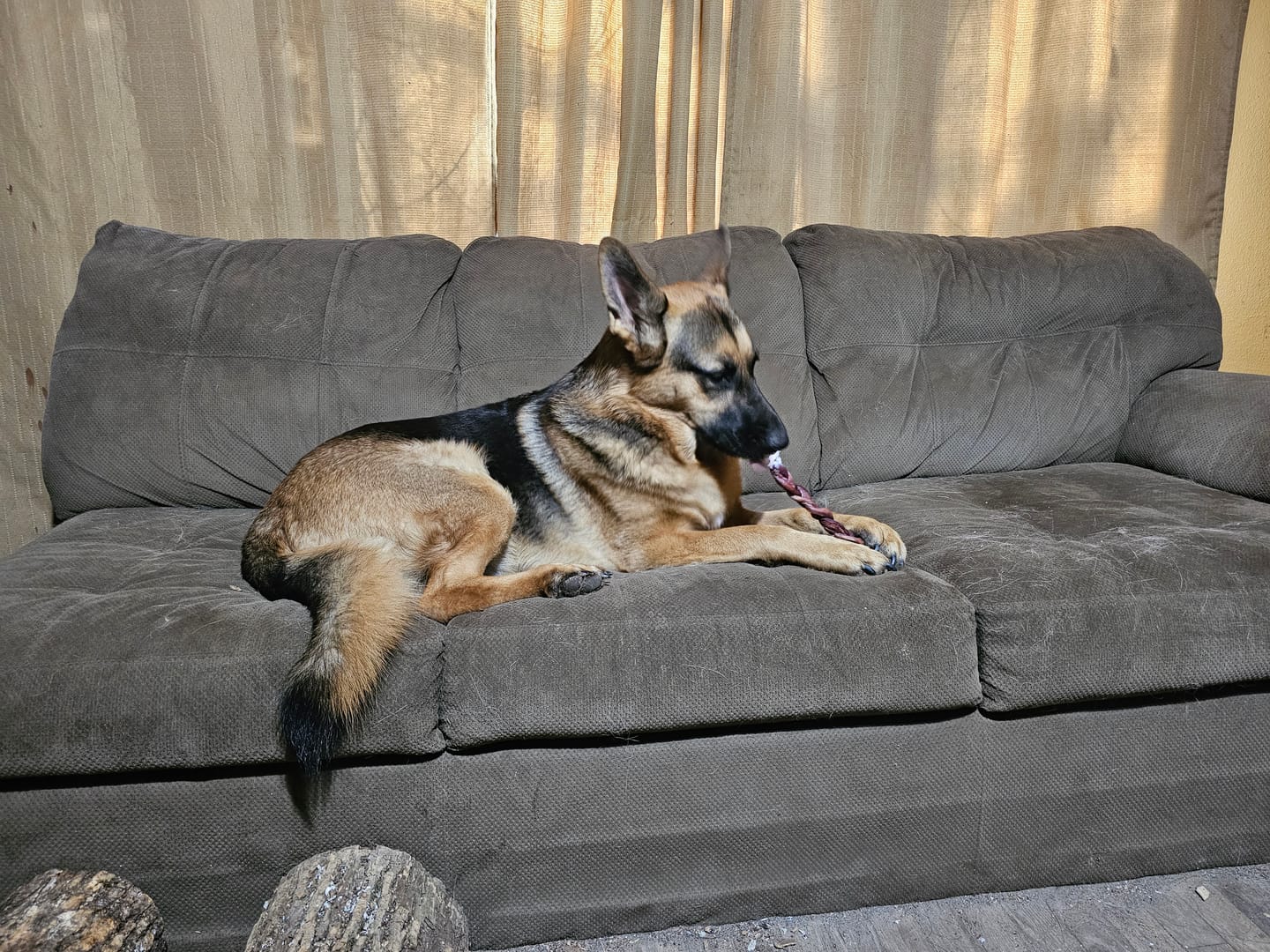 Customer photo review of 12 Inch Jumbo Braided Bully Stick