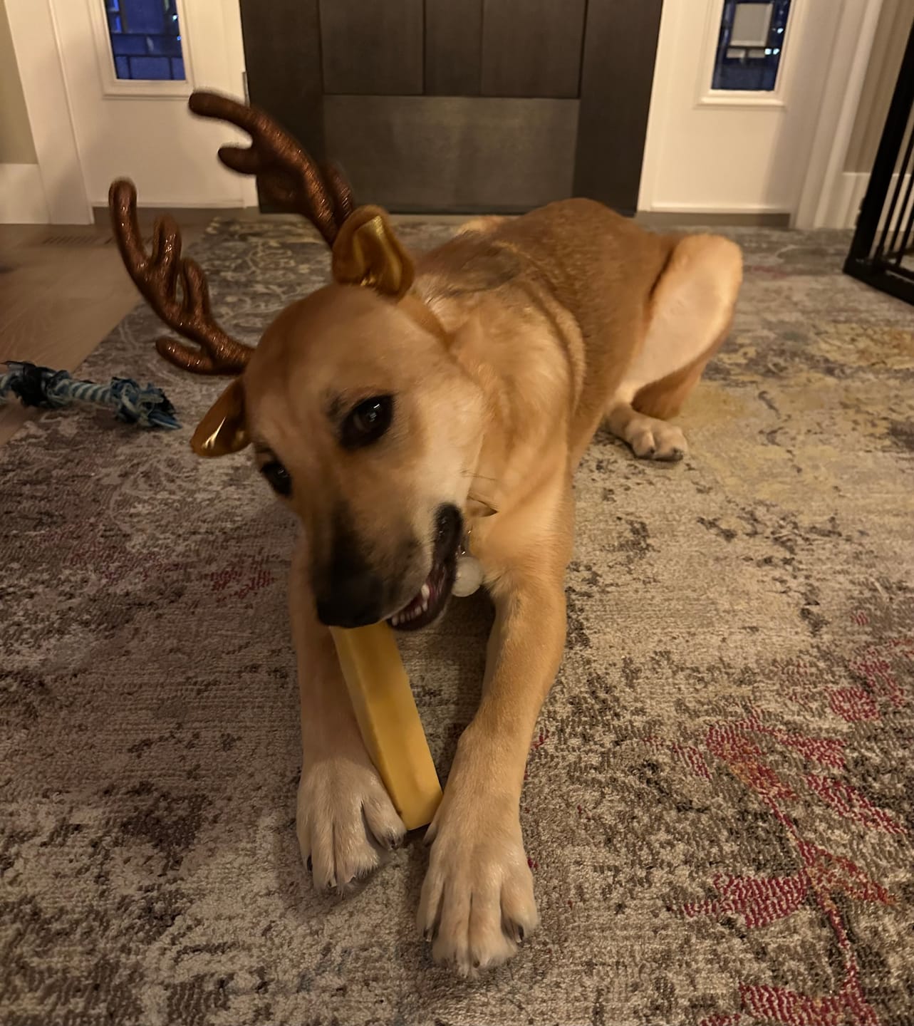 Customer photo review of Himalayan Yak Chew (LARGE)