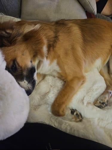 Kundenbewertung mit Foto zu CAILY | Hundedecke & Sofaschutz – Wasserdicht, waschbar & super weich