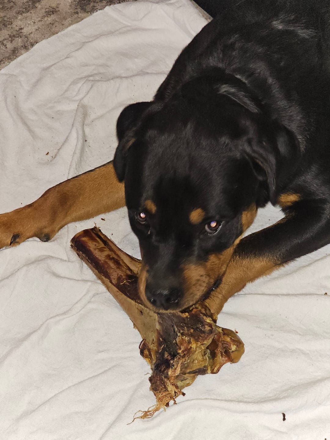 Customer photo review of Large Ostrich Cane (11.5" x 5"): The Ultimate Long-Lasting Chew for Medium, Large & XL Dogs
