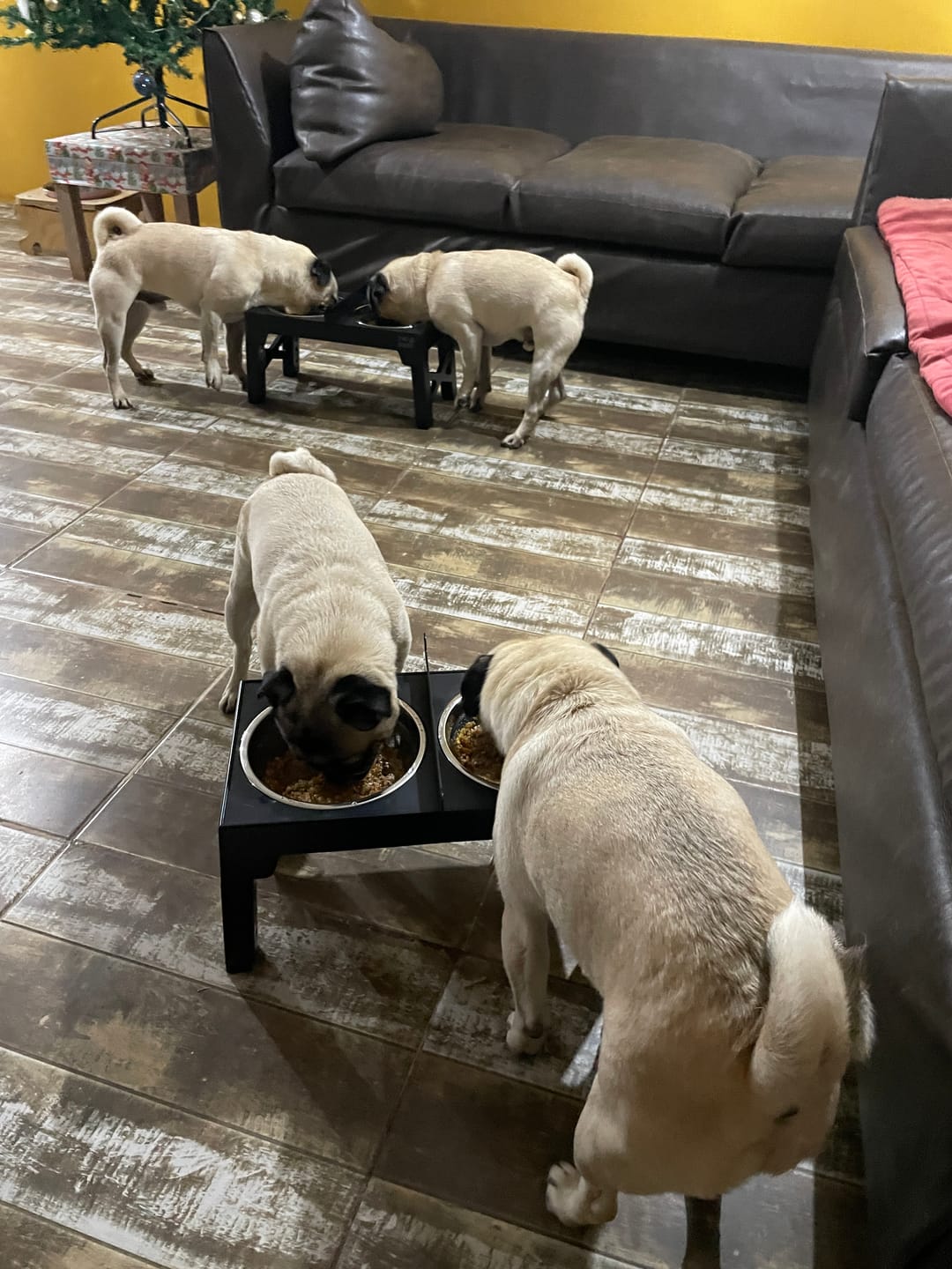Customer photo review of Comedero Elevado THE DOGS Postura correcta en cada comida