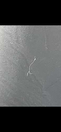 Customer photo review of Paragon | Parasite Cleanse