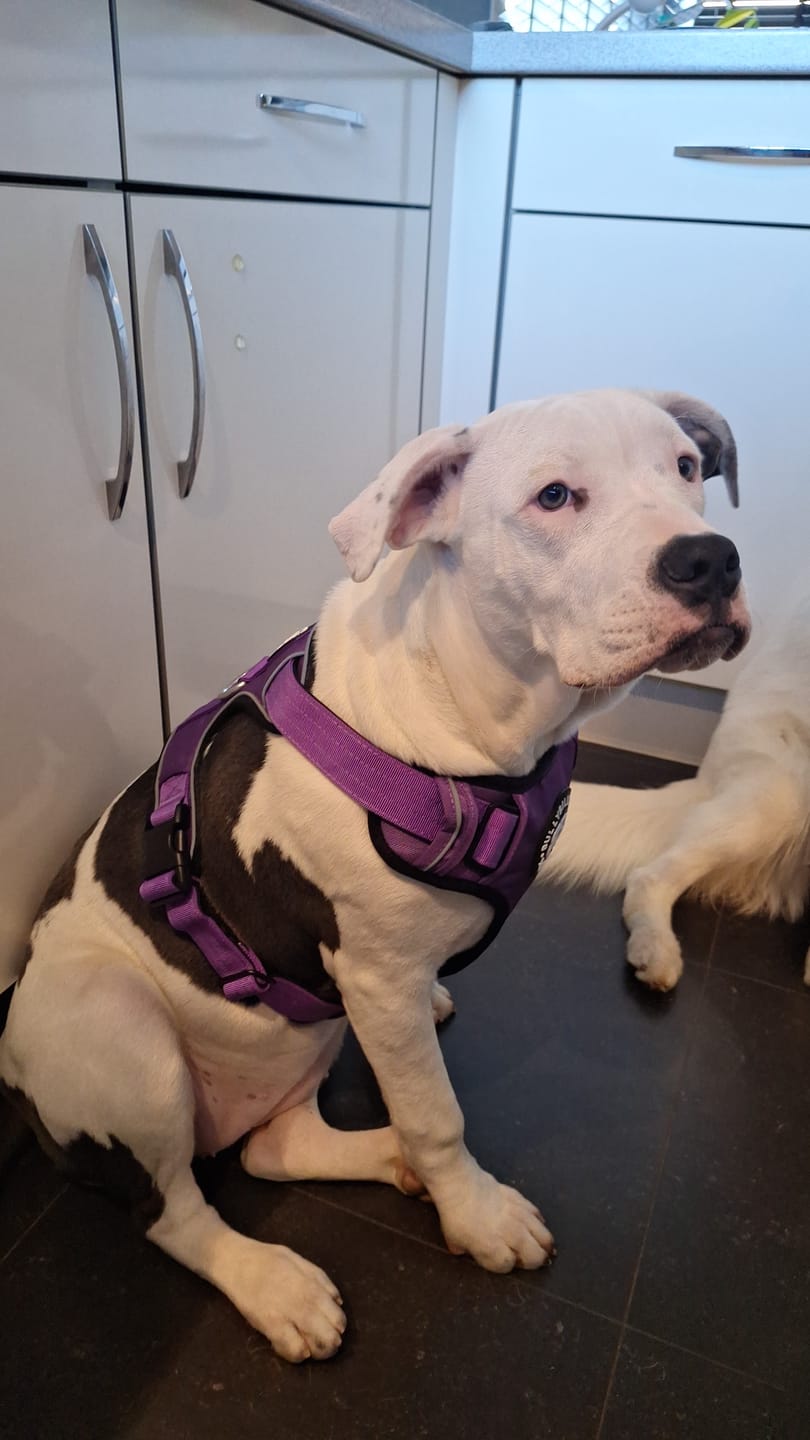 Customer photo review of Comfort Premium Harness | Non Restrictive - Purple