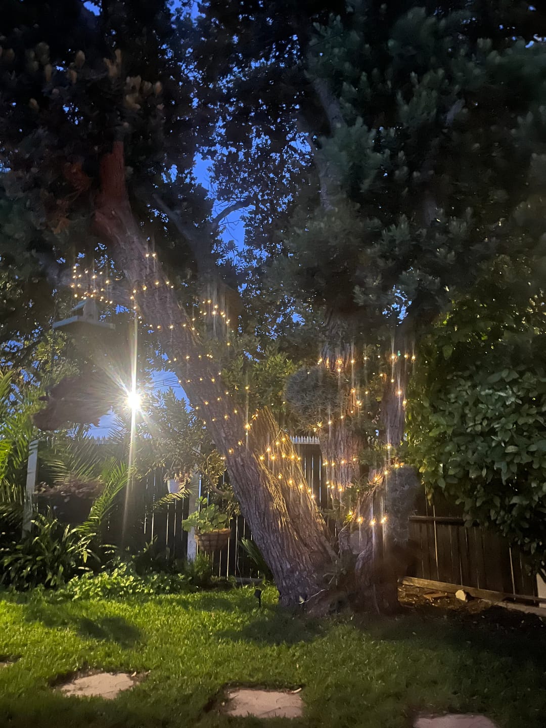 Customer photo review of Copper Wire Solar Fairy Lights