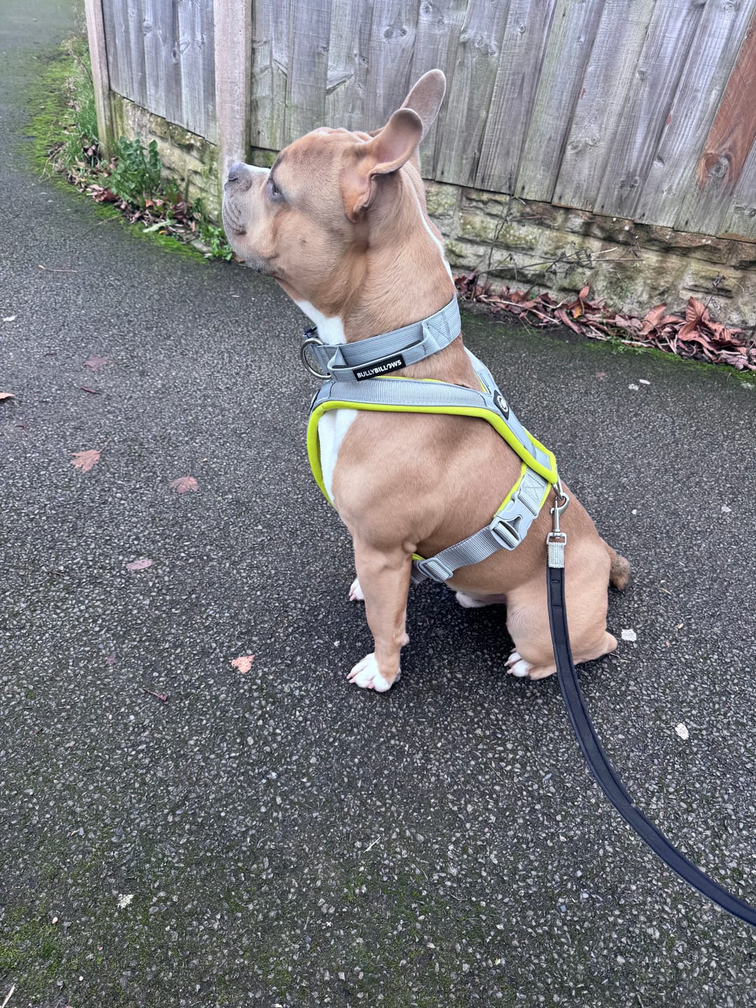Customer photo review of Slip on Harness | Foam Padded - Metal Grey x Neon