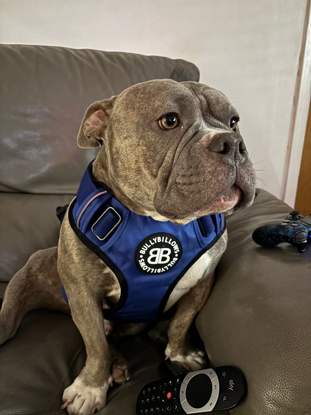 Customer photo review of Comfort Premium Harness | Non Restrictive - Blue