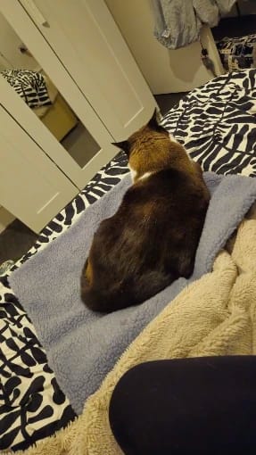 Customer photo review of Thermapaw Comfort Pad™