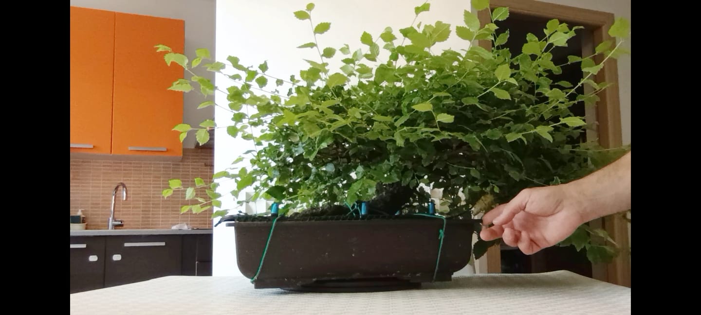 Customer photo review of CHERNOBYL CB® (Autunno Nucleare 2.0)