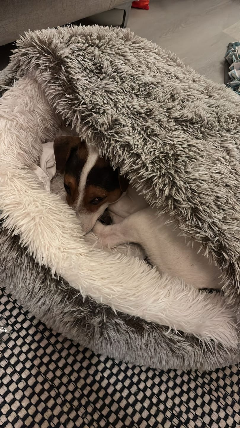 Customer photo review of CozyCave™ luolapeti koiralle