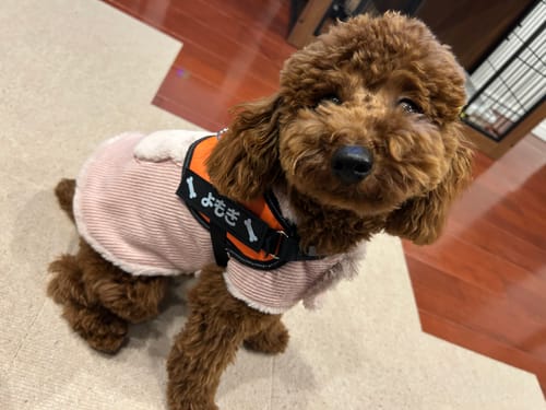 Customer photo review of FunFunPet 高機能ハーネス（お名前タグ作成サービス付き）