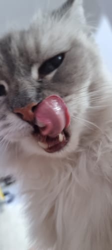 Customer photo review of 3 Month Supply - 1 Cat