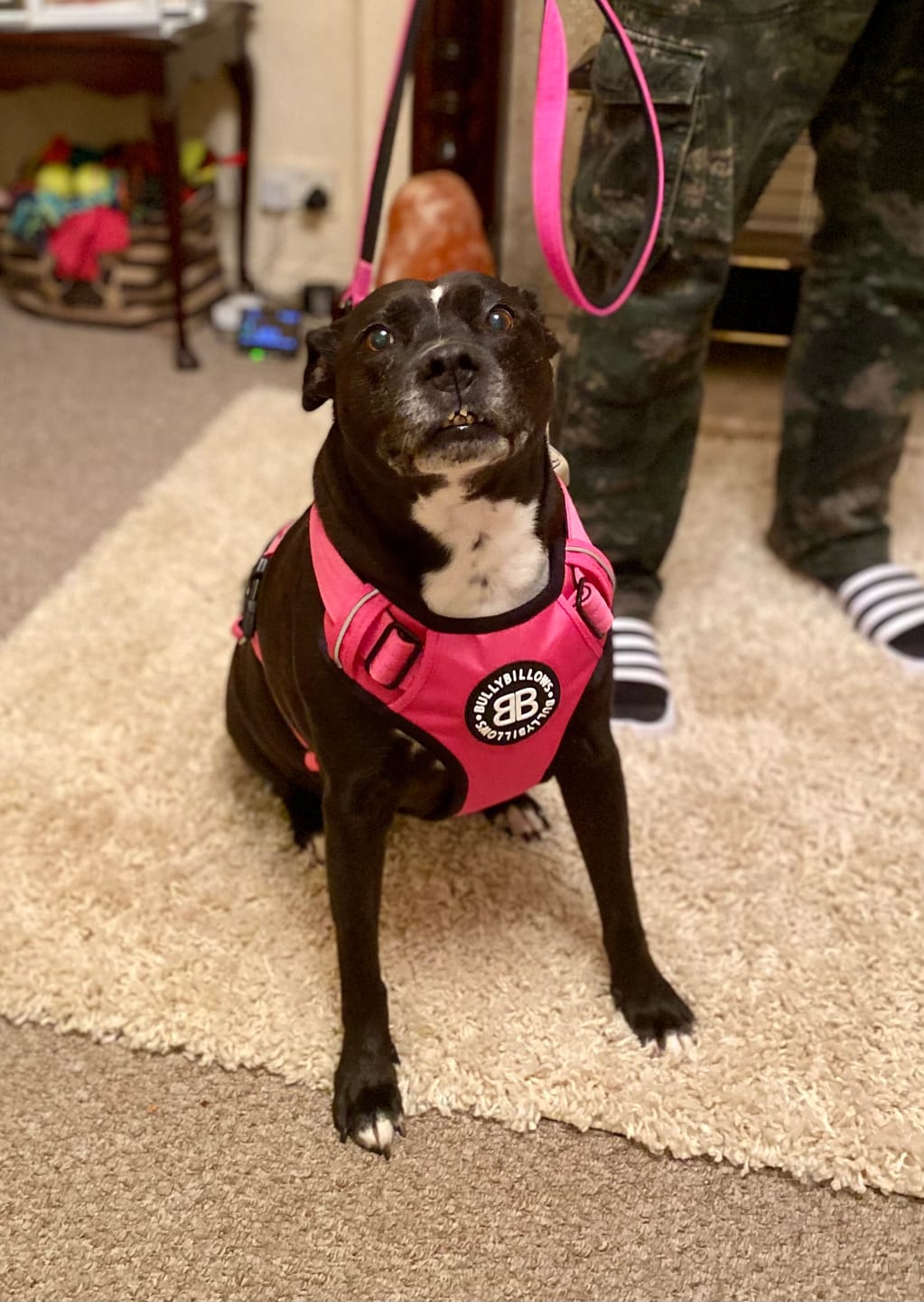 Customer photo review of Comfort Premium Harness | Non Restrictive - Magenta