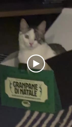 Customer video review of Granpane di Natale - Cioccolato 750 g Bio