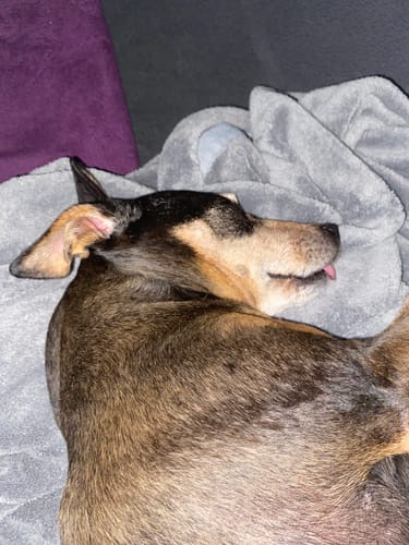 Kundenbild: Ein älterer, schwarz-brauner Hund schläft entspannt auf einer grauen Decke, wobei seine Zunge leicht herausschaut.