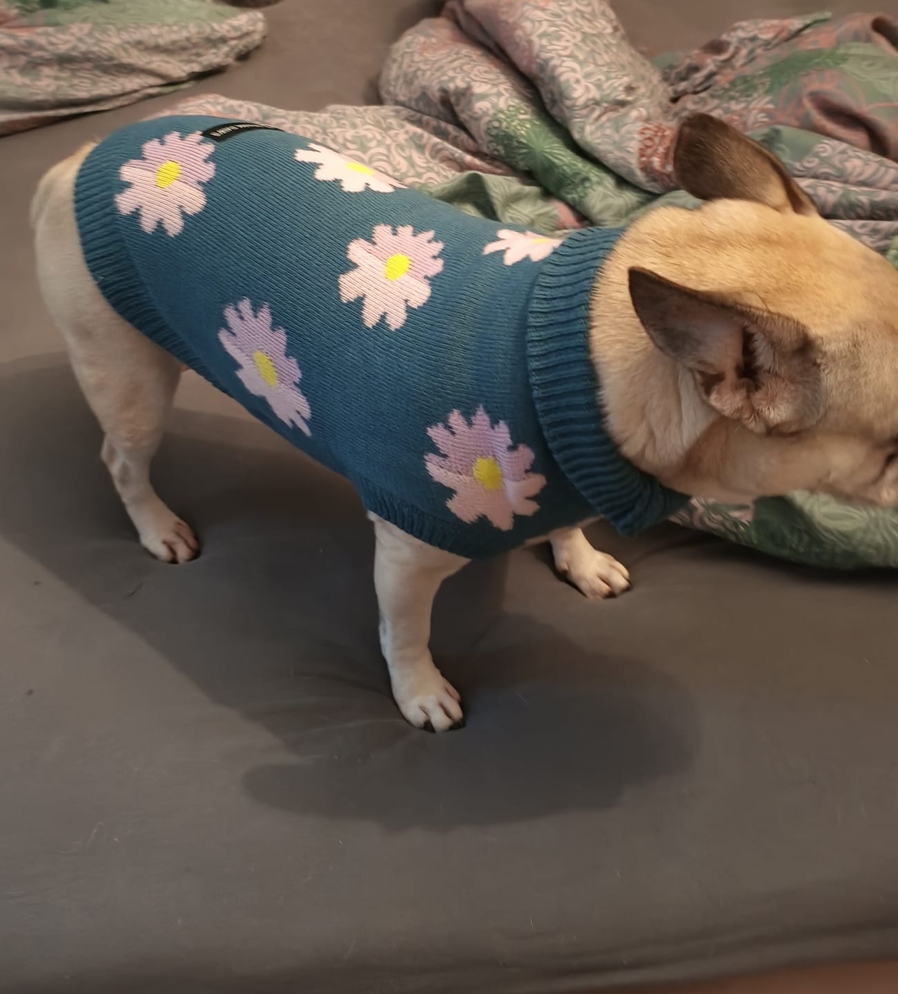 Customer photo review of Flower Knit Dog Sweater