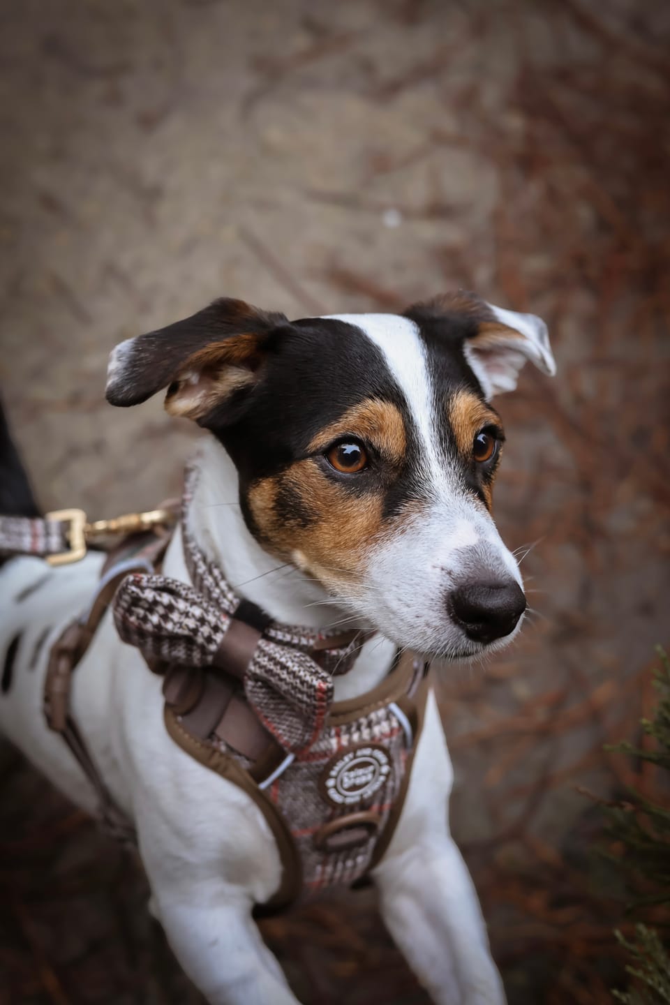 Customer photo review of Trail & Glow - Dog Harness Bundle Set - Colour Drops - Heritage Plaid