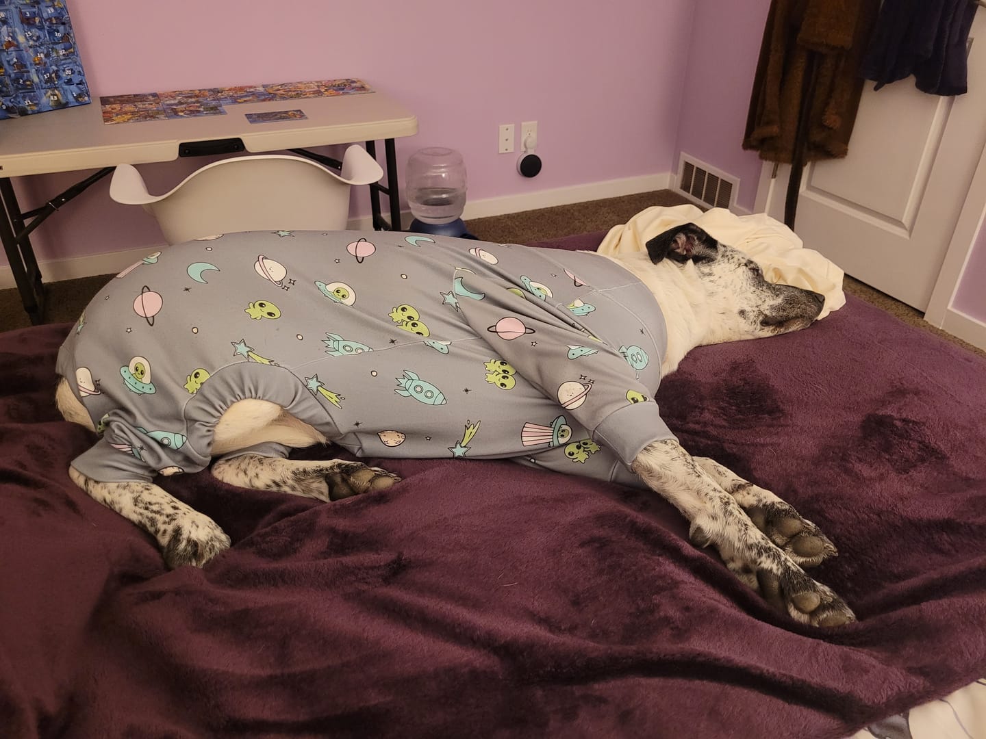 Customer photo review of Dog Pajama - Alien