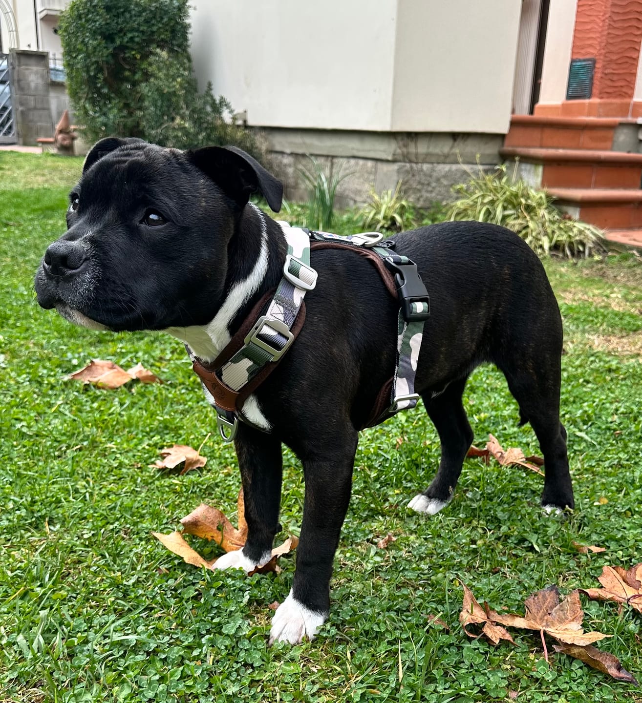 Customer photo review of Staffordshire Bull Terrier 1935® Harness & Leash Set - Classic Camo & Choco