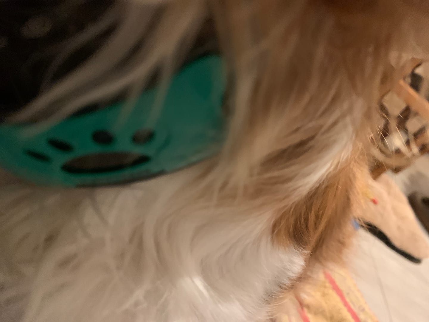 Customer photo review of Collier Anti Aboiement PuppySafe