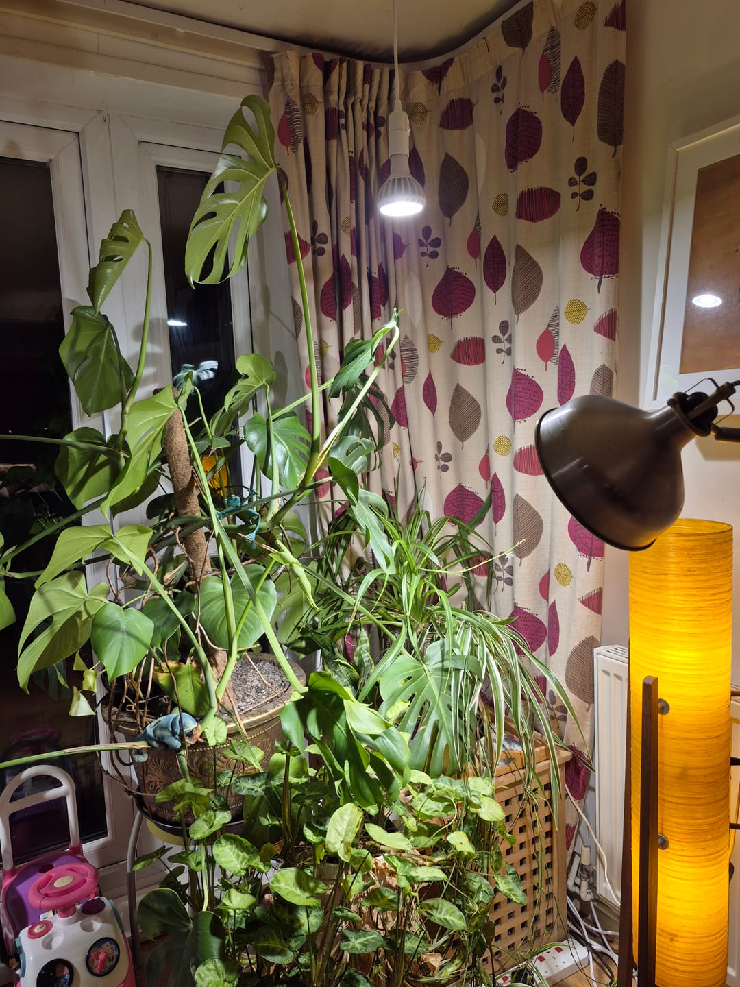 Customer photo review of Pianta Grow Light and Enna Plug-in Ceiling Pendant Bundle