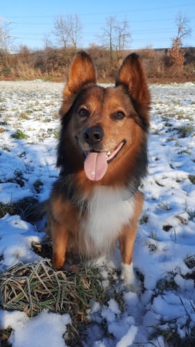 Kundenfoto eines entspannten Hundes im Schnee, der die Relax Time Leckerlis erhält.