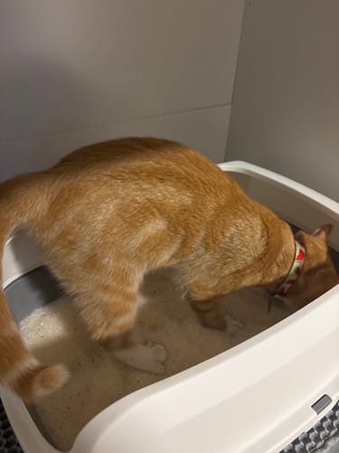 Customer photo review of 3 Month Supply - 1 Cat