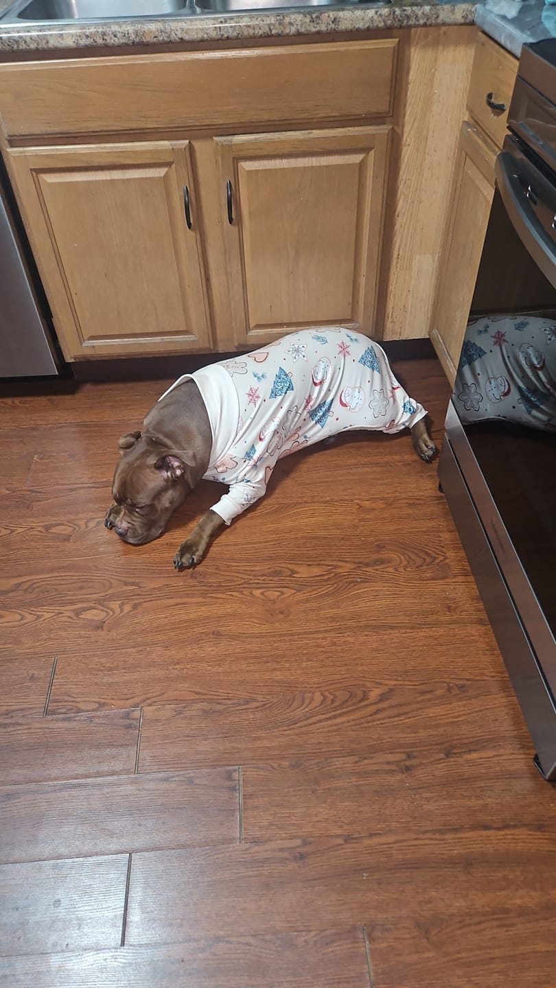 Customer photo review of Dog Christmas Pajama - Frosty Night