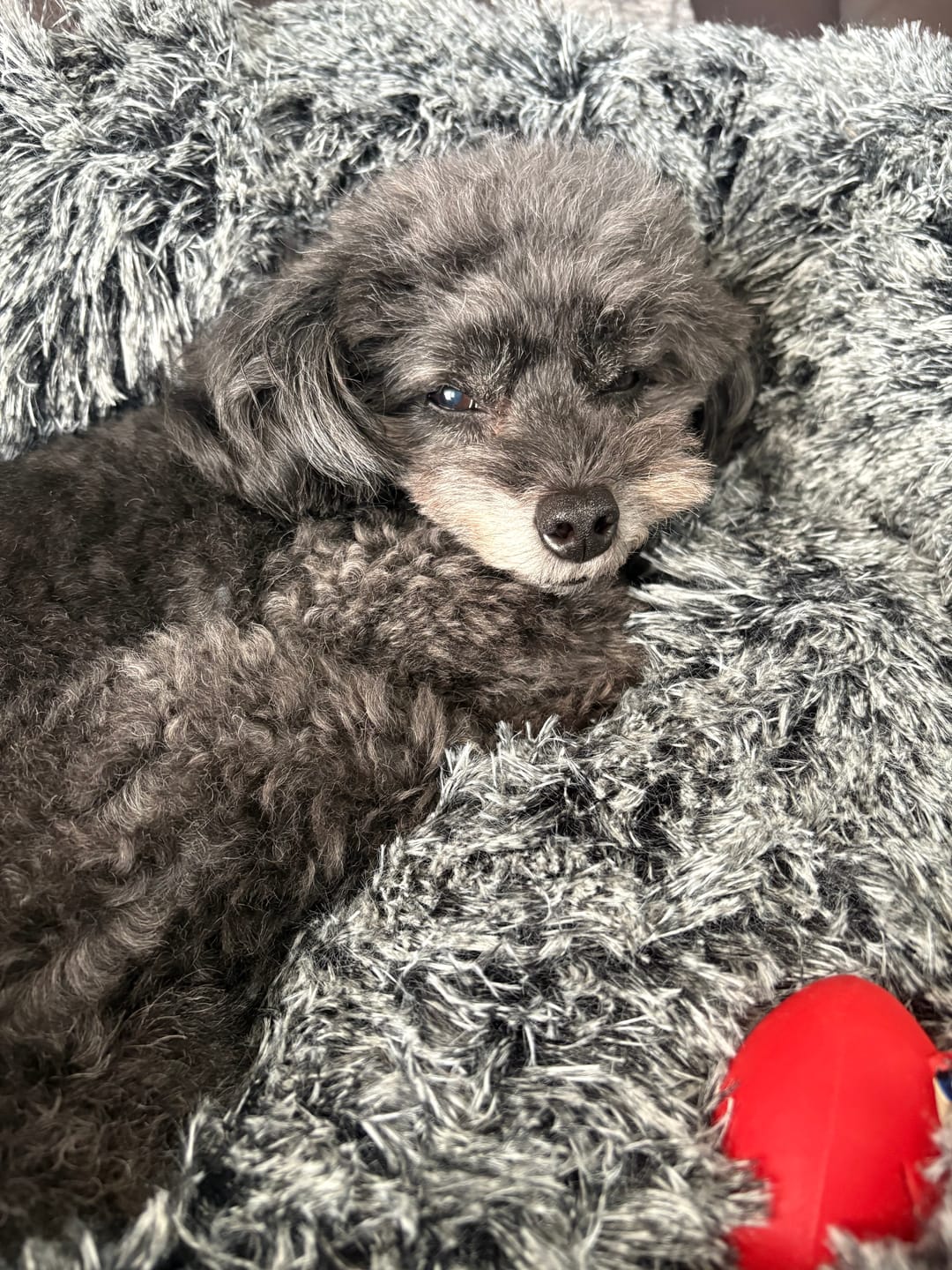 Customer photo review of マイラ 日本製クッションベッド