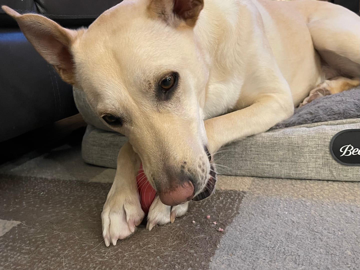 Customer photo review of Strawberry Himalayan Yak Chew (MEDIUM)