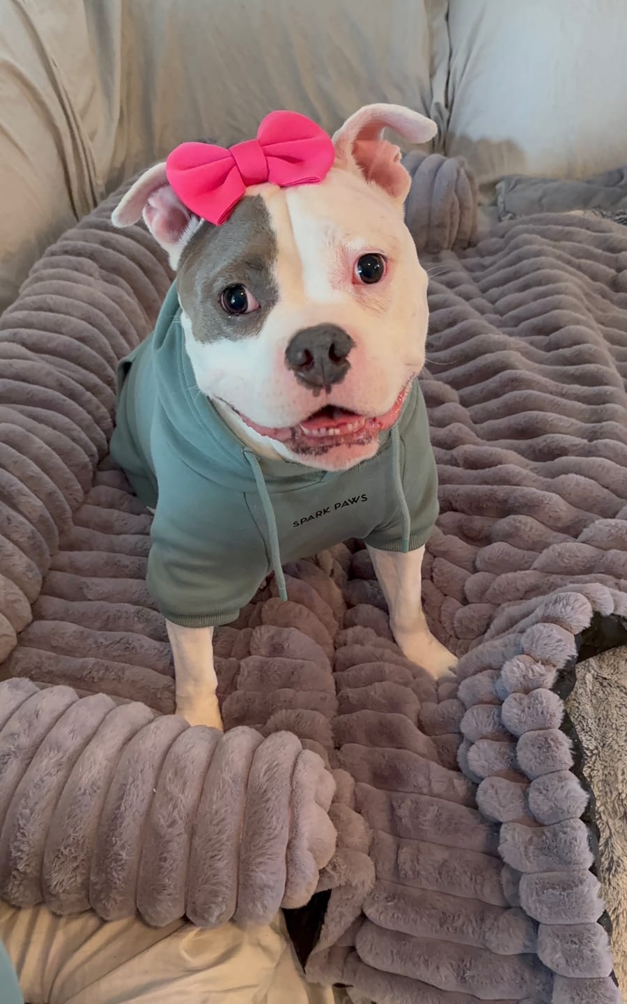 Customer photo review of Luxury Couch Cover Dog Bed - Grey
