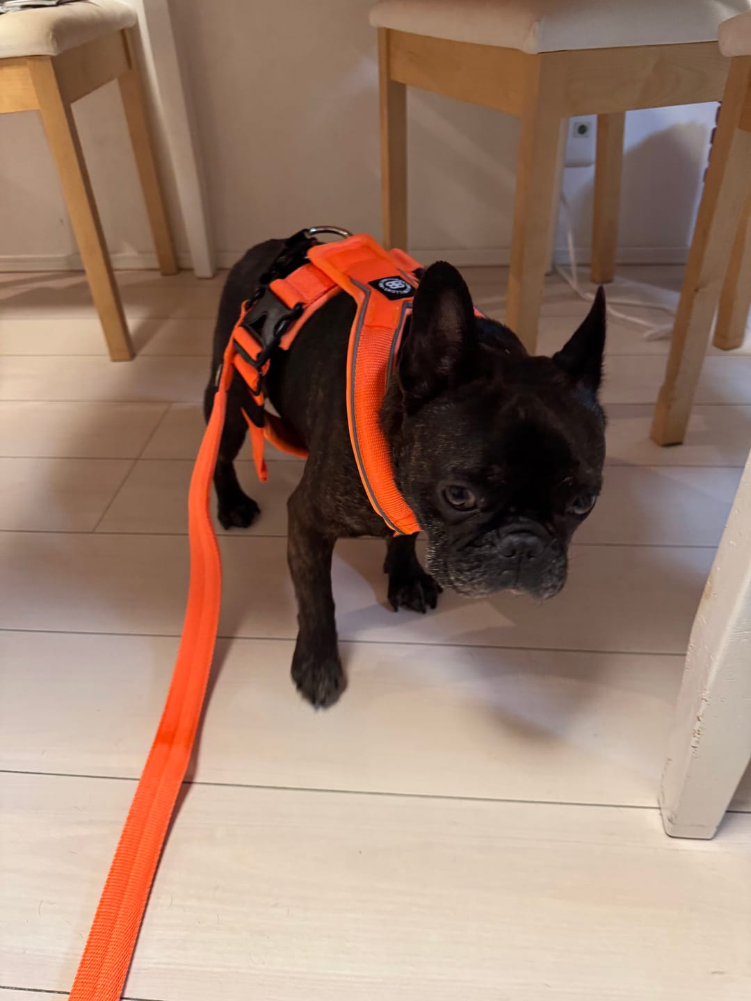 Customer photo review of Slip on Harness | Foam Padded - Orange