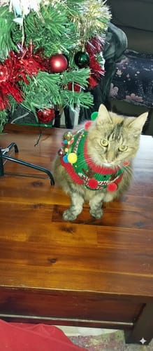 Customer photo review of 3 Month Supply - 1 Cat