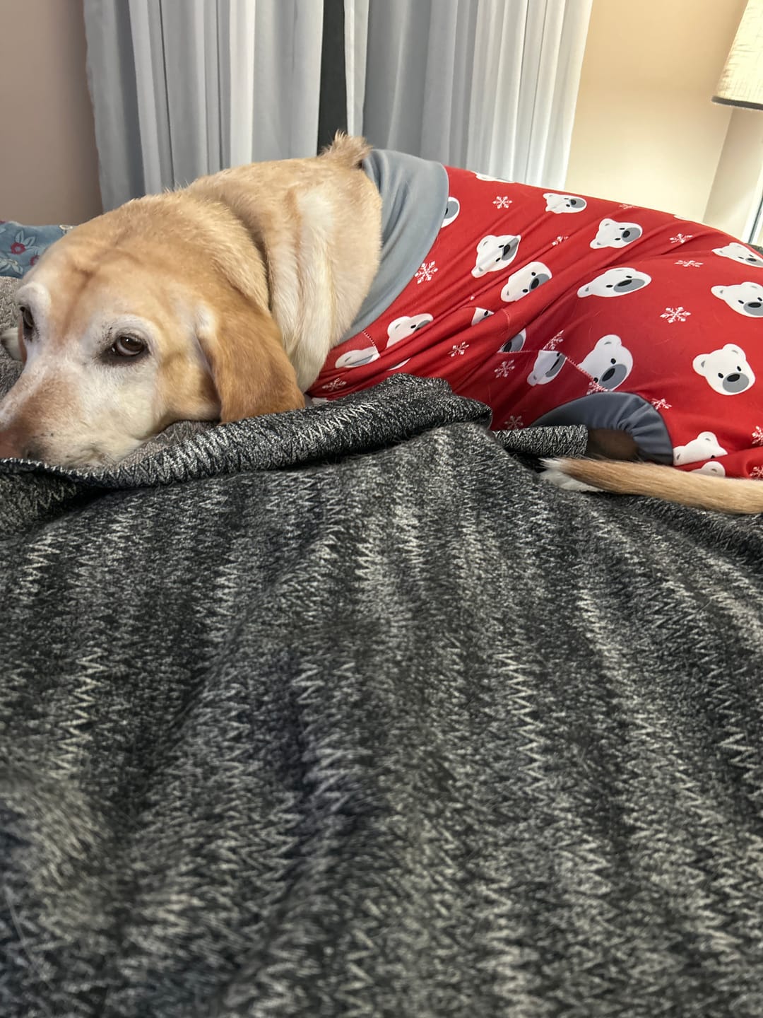 Customer photo review of Dog Christmas Pajama - Festive Patchwork