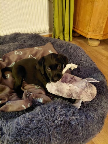 Customer photo review of Puppery Hundebett Wolke 7 - Das Original