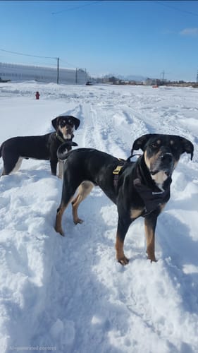 Customer photo review of 1.5" Tacti Slim Dog Collar - Olive