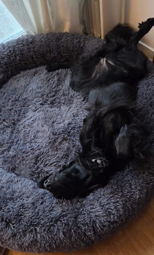 Customer photo review of CalmBed: En skön hundbädd där hunden sover djupare