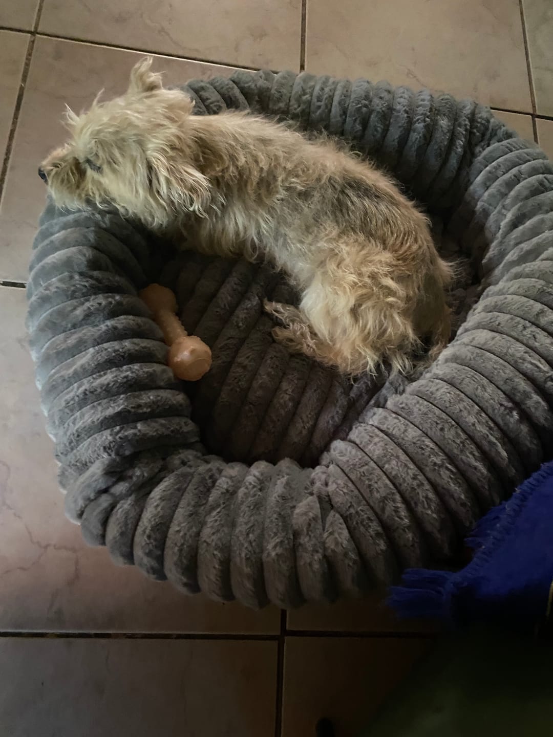 Customer photo review of Luxury Edition: Cama Anti-Estrés THE DOGS