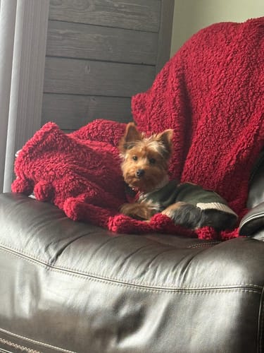 Customer's Yorkshire Terrier, who enjoys the Yak Chews, sitting on a couch.