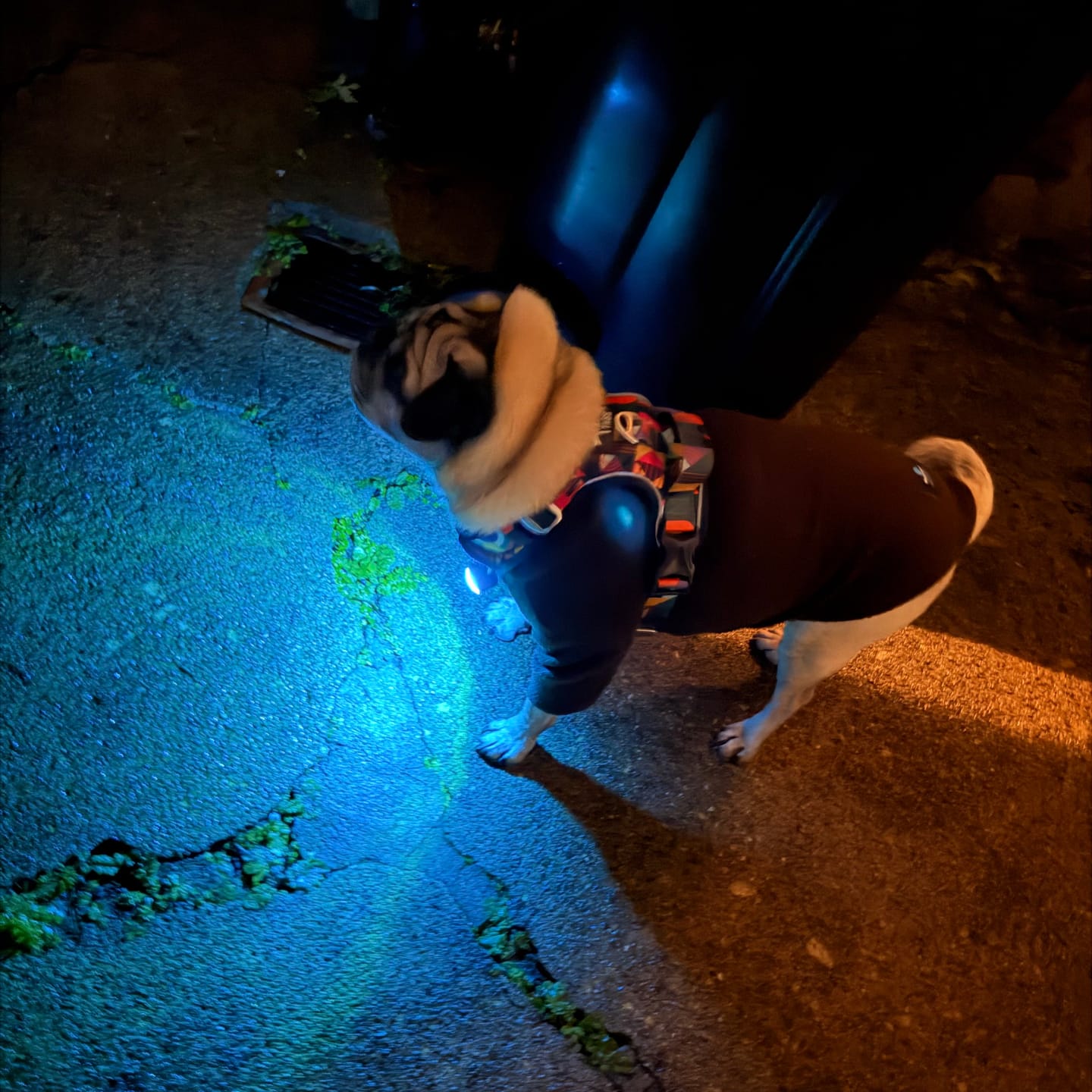 Customer photo review of TrekBright® Dog Safety Light