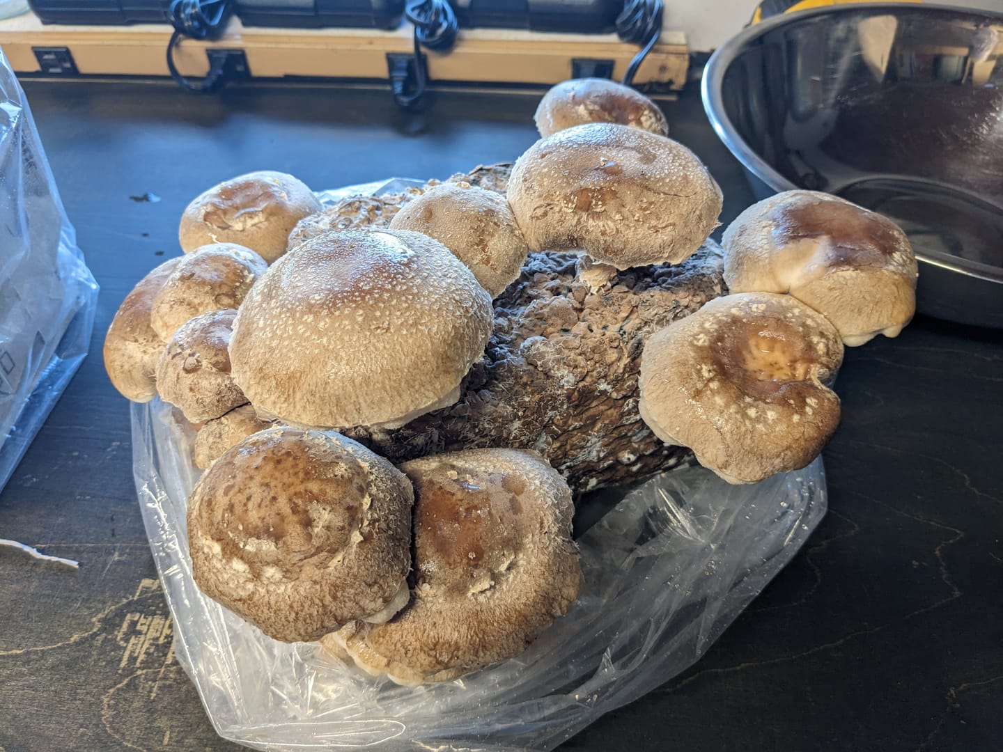 Customer photo review of Shiitake Mushroom Mini-Farm Grow Kit