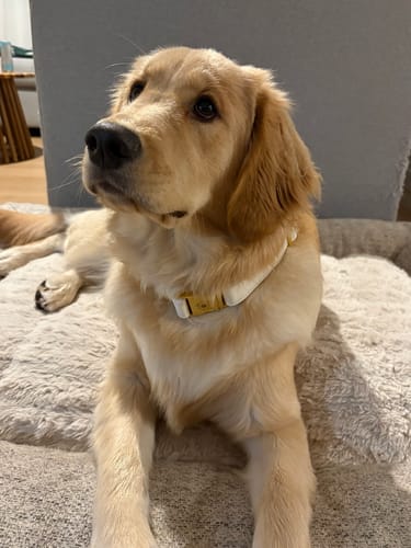 Customer photo review of Mystery Box - Dog