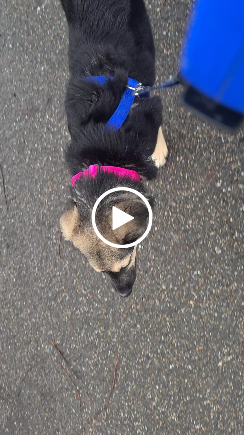 Customer video review of 4cm Combat® Collar | With Handle & Rated Clip - Magenta