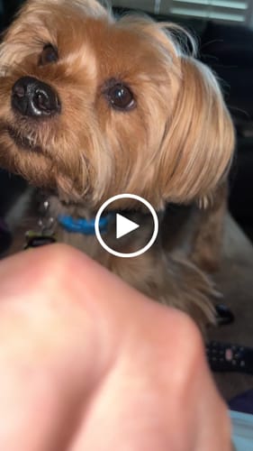 Customer video review of No Cycling Today T Shirt US