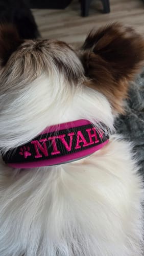 Customer photo review of Neoprene Half-Check Dog Collar with Name - M | 4Kyon