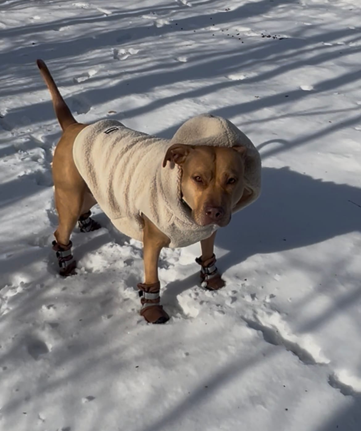 Customer photo review of Teddy Sherpa Dog Jackets