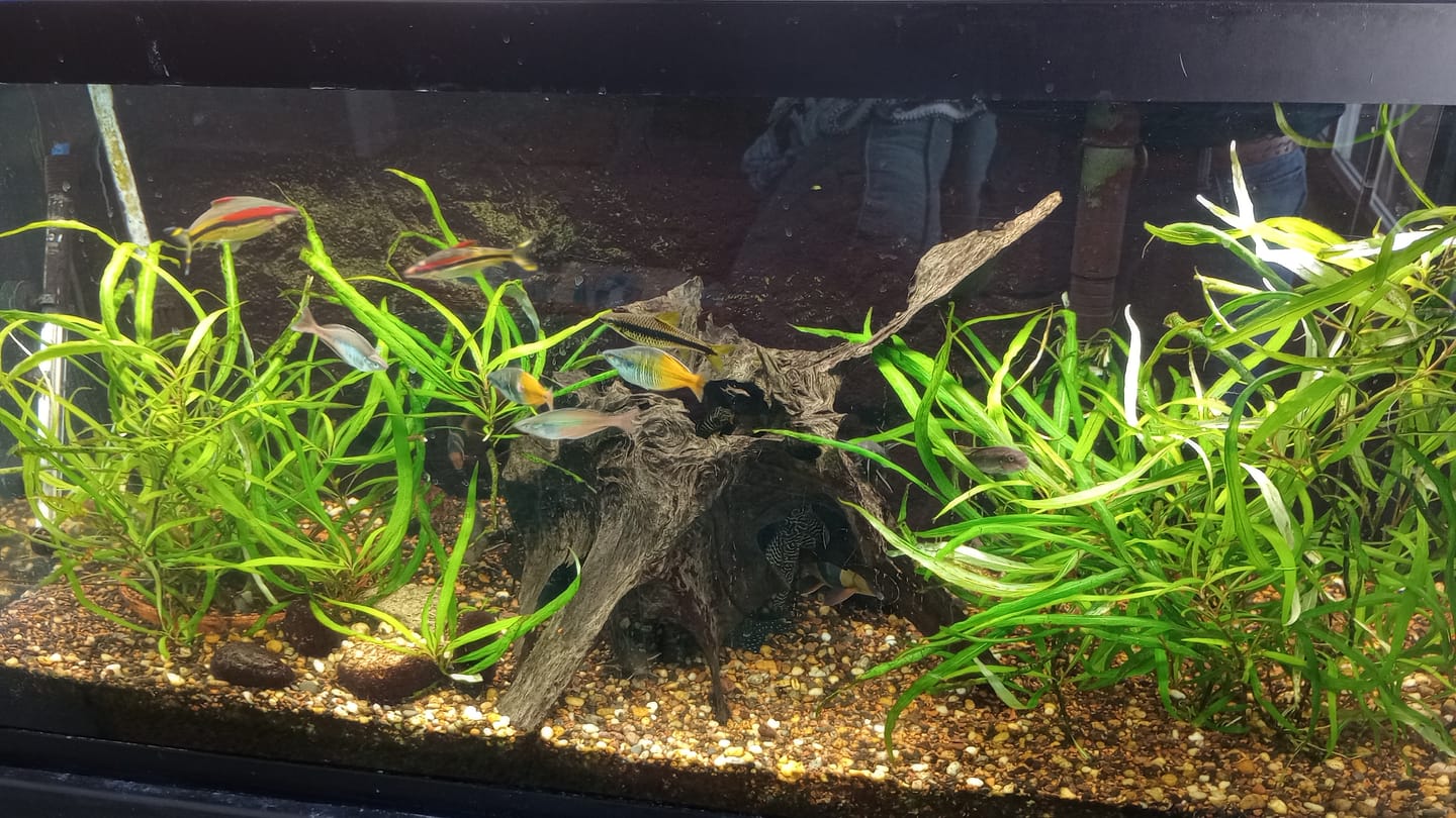 Customer photo review of Xtreme Scrapers (Algae Wafers)