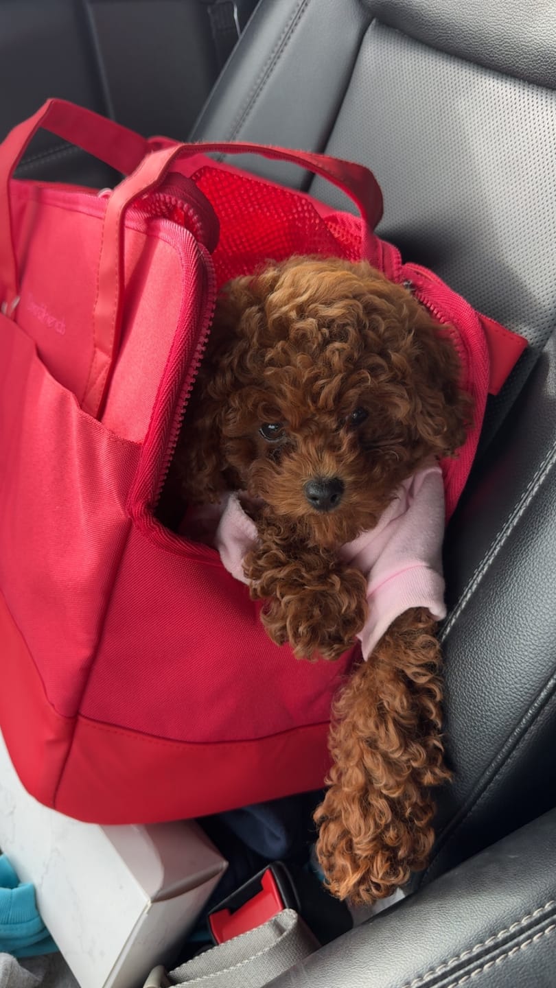 Customer photo review of Rouge Berry Pet Tote Bag